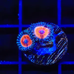 Armor of God Zoanthids Coral