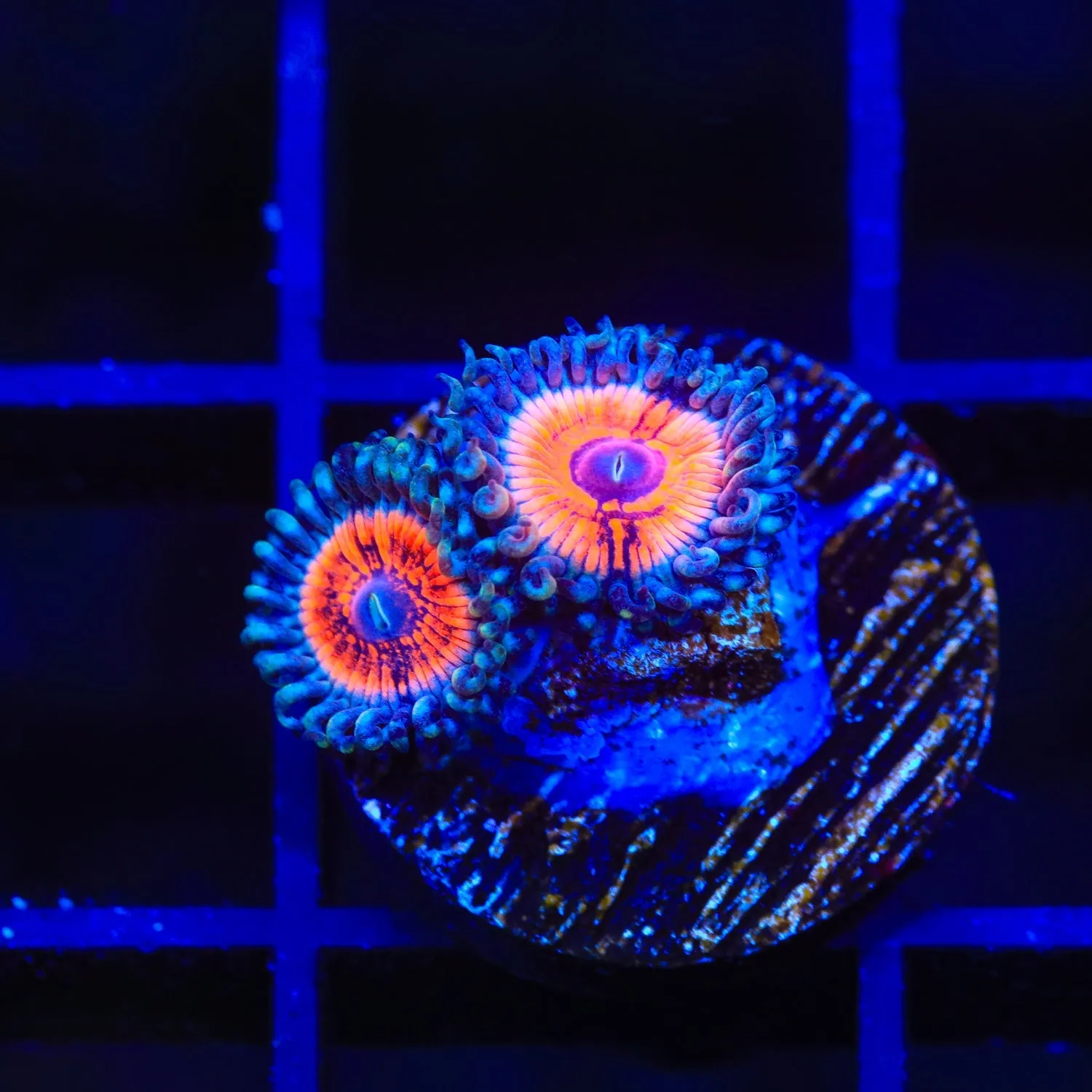 Armor of God Zoanthids Coral