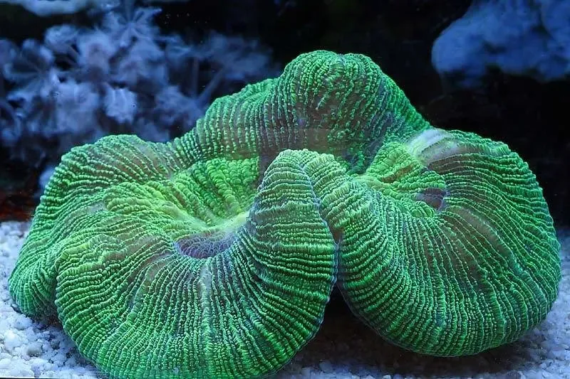 Brain Coral Sea (Trachyphyllia spp)