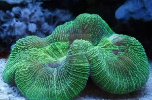 Brain Coral Sea (Trachyphyllia spp)