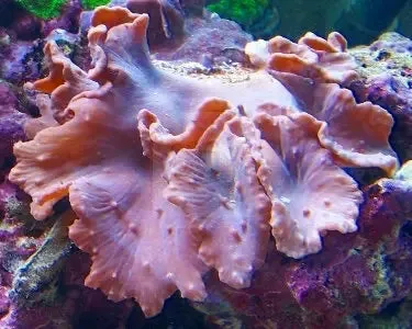 Cabbage Coral (Sinularla Dura)