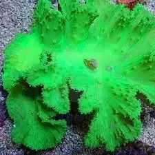 Cabbage Coral (Sinularla Dura)
