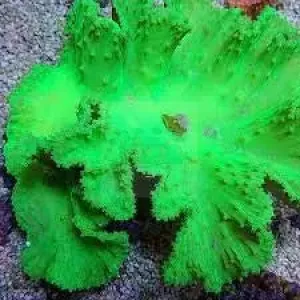 Cabbage Coral (Sinularla Dura)
