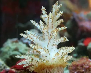 Christmas Tree Coral (Studeriotes longiramosa)