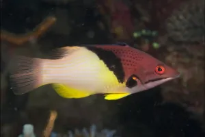Coral Hog (Bodianus mesothorax)