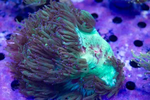 Elegance Colony