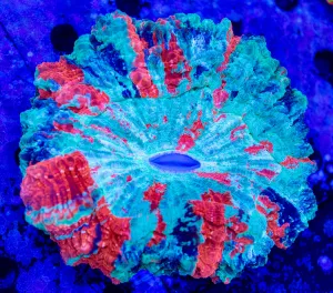 Freedom Fighter Acanthophyllia