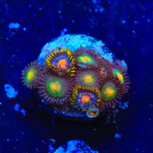 Gorilla Nipples and Blow Pop Zoanthids Coral