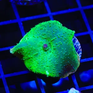 Green Mushroom Coral