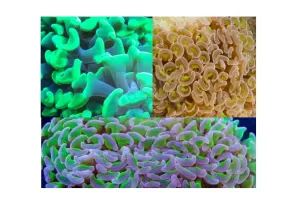 Hammerhead Branched (Euphyllia spp)