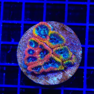 JF Yellow Submarine Favia Colony Coral