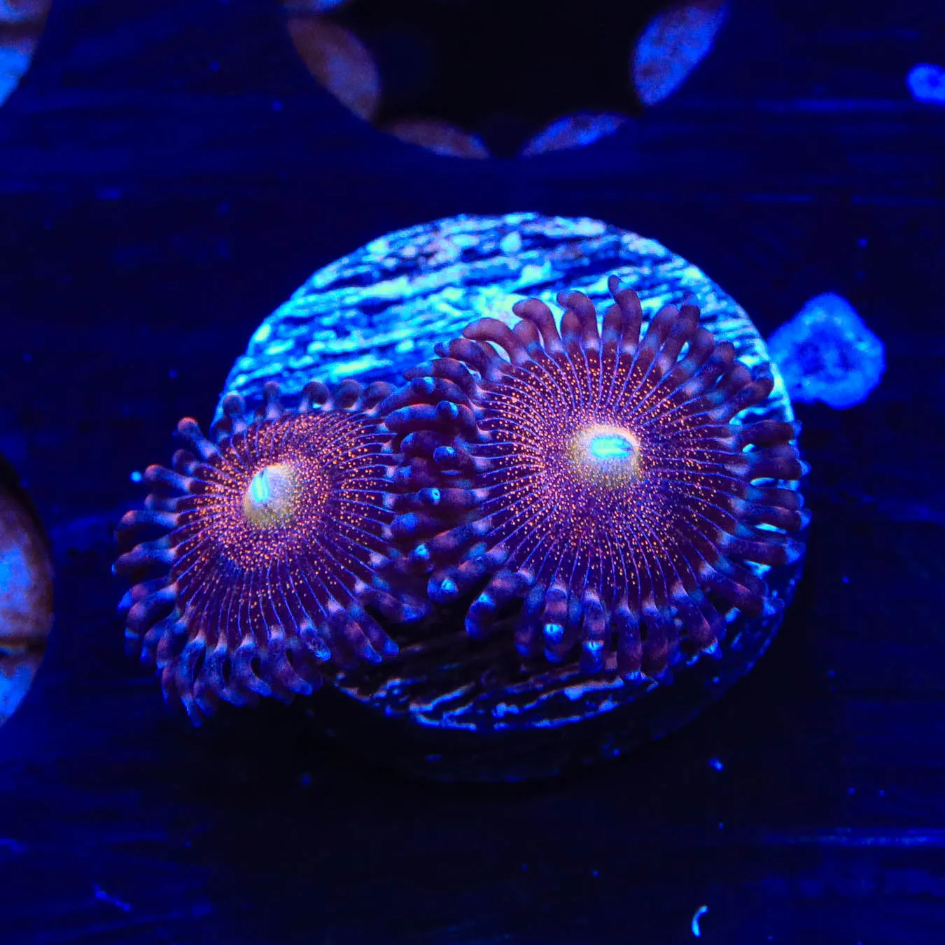 Mohawk Zoanthid Coral