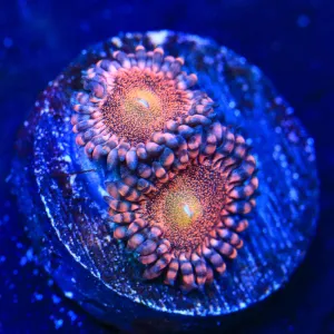 Mohawk Zoanthid Coral
