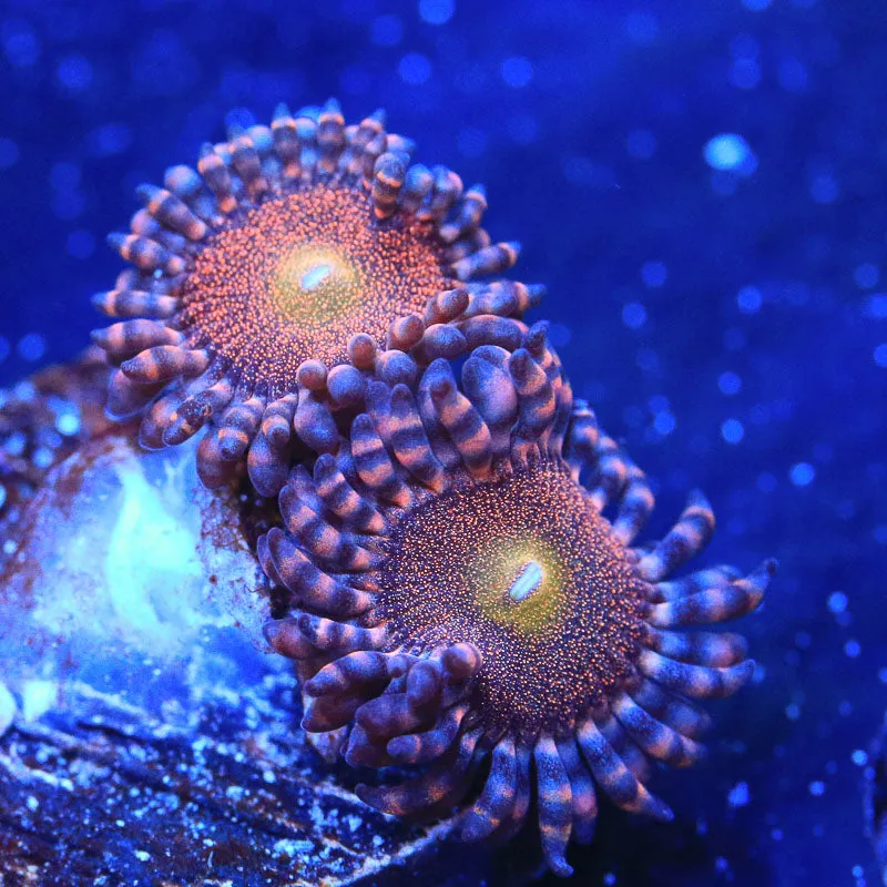 Mohawk Zoanthid Coral