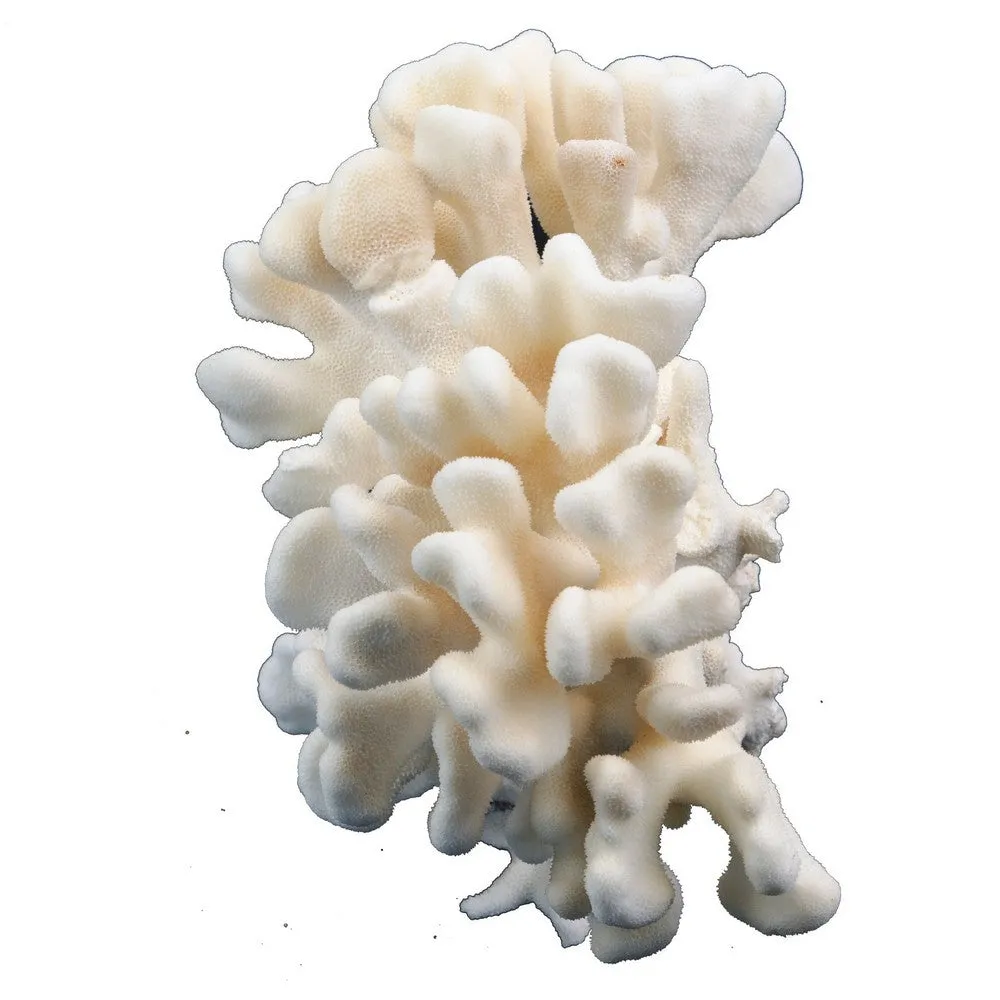 Pacific Elkhorn Coral