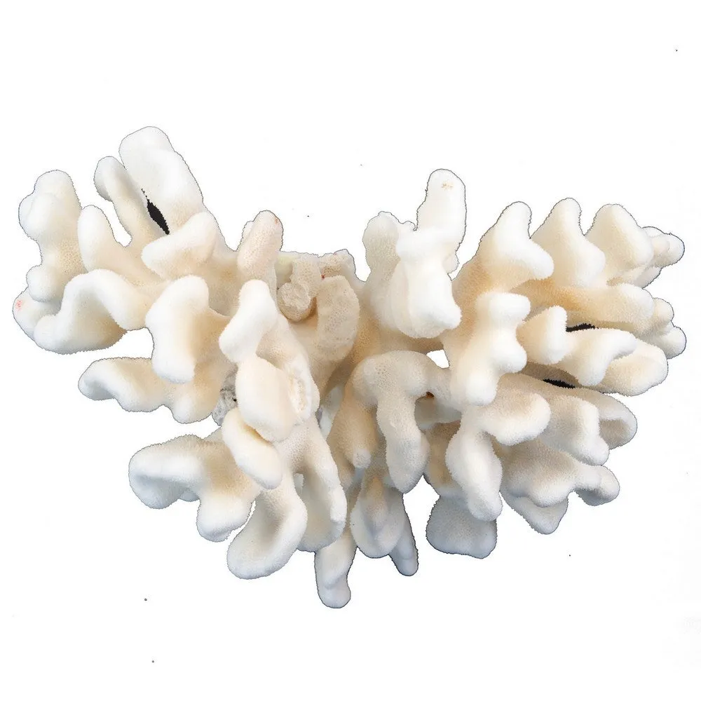 Pacific Elkhorn Coral