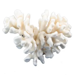 Pacific Elkhorn Coral