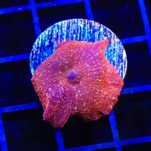 Peppermint Mushroom Coral