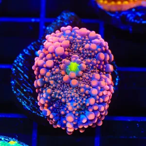 Pink Yuma Coral