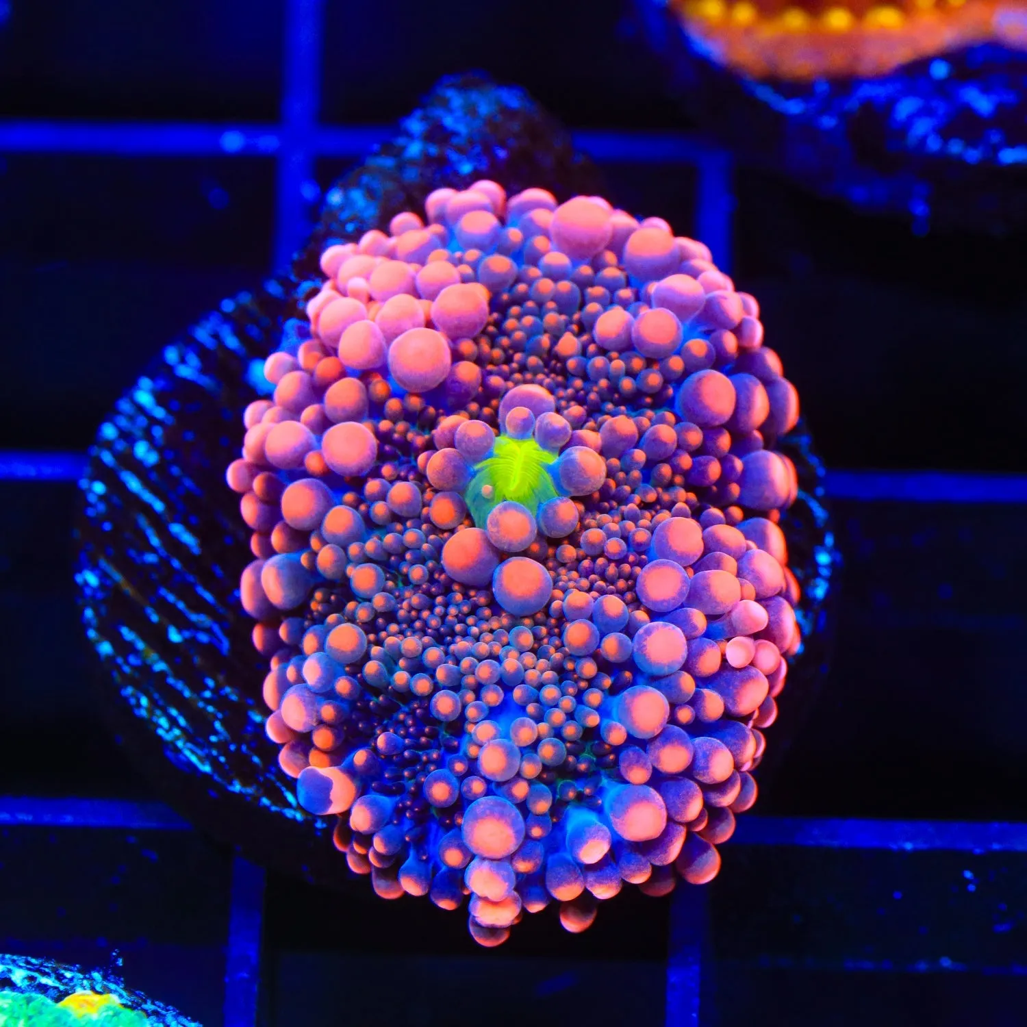 Pink Yuma Coral