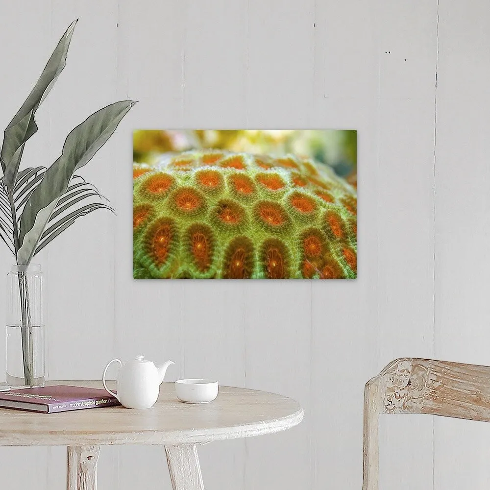"Brain coral (Favia pallida)" Canvas Wall Art