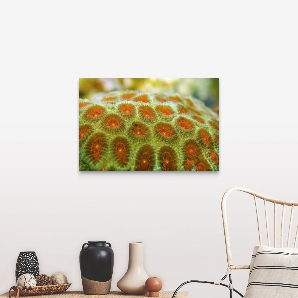 "Brain coral (Favia pallida)" Canvas Wall Art