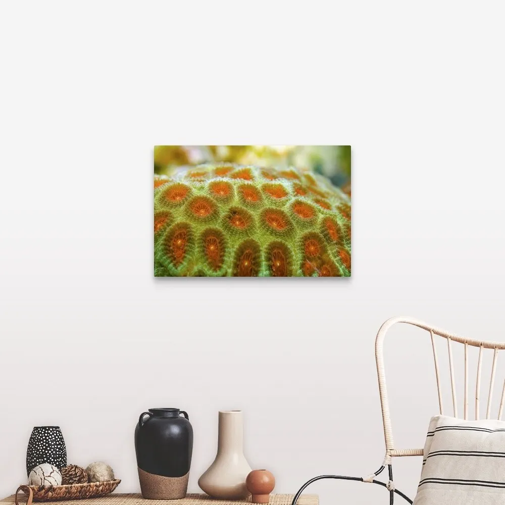 "Brain coral (Favia pallida)" Canvas Wall Art