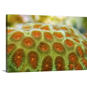 "Brain coral (Favia pallida)" Canvas Wall Art