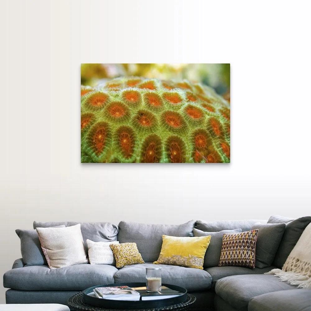 "Brain coral (Favia pallida)" Canvas Wall Art