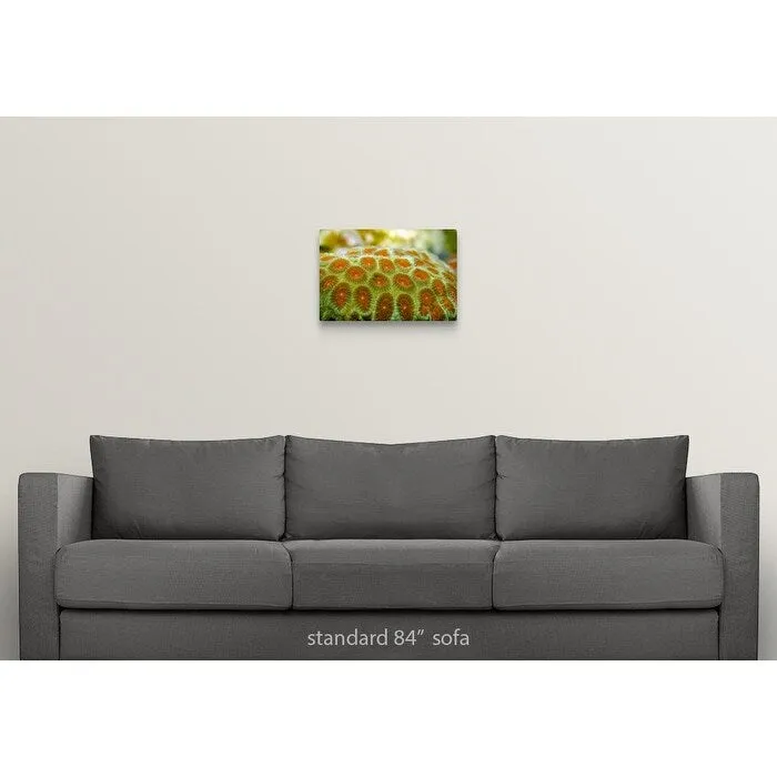 "Brain coral (Favia pallida)" Canvas Wall Art