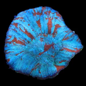 Rainbow Australomussa Coral