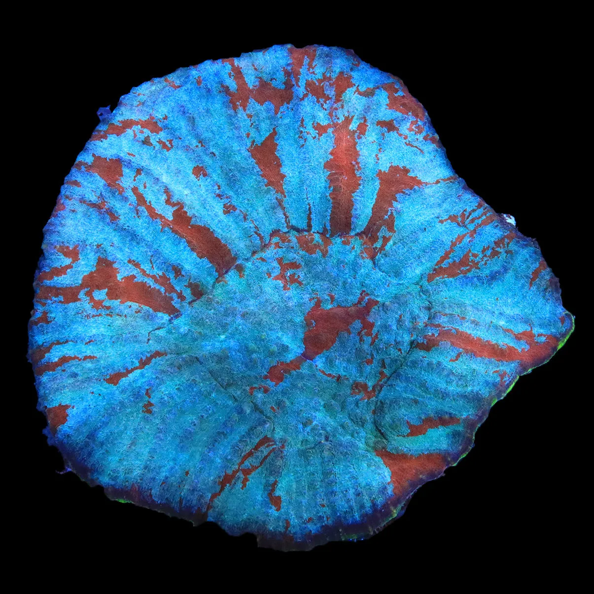 Rainbow Australomussa Coral