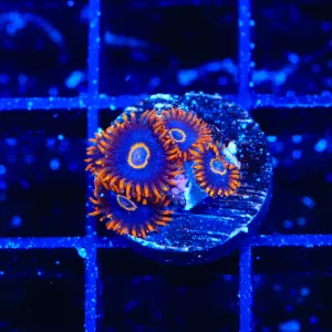 Rainbow Hornet Zoanthids Coral