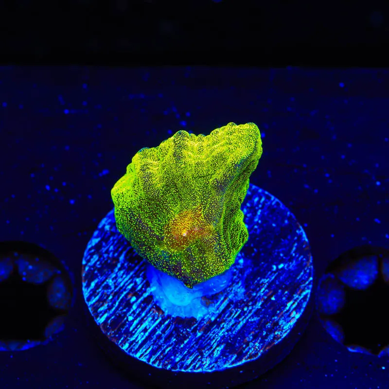 Space Invader Pectinia Coral