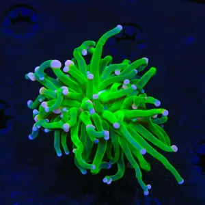 TSA Cotton Candy Torch Coral