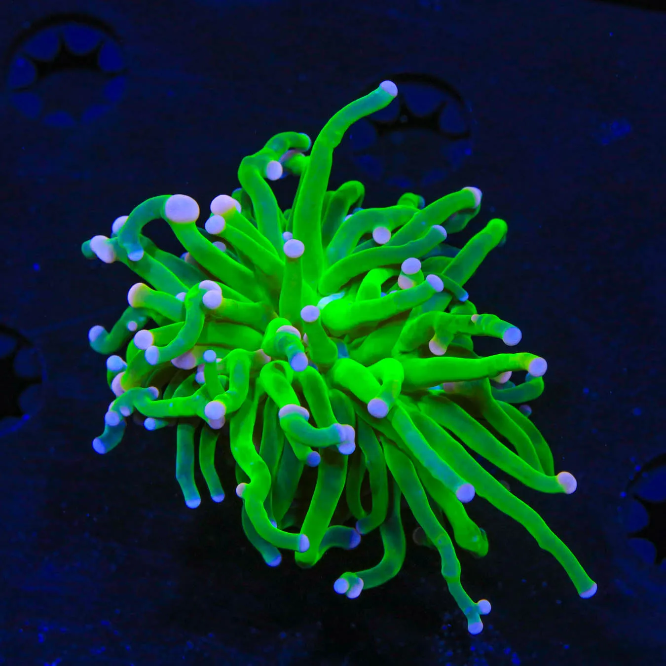 TSA Cotton Candy Torch Coral