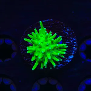 TSA Glowworm Leather Coral