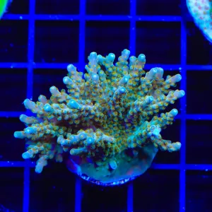 TSA Goliath Acropora Colony Coral
