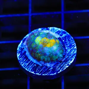 TSA Halo Mushroom Coral