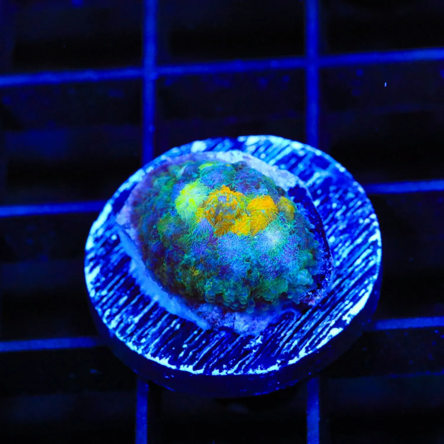 TSA Halo Mushroom Coral