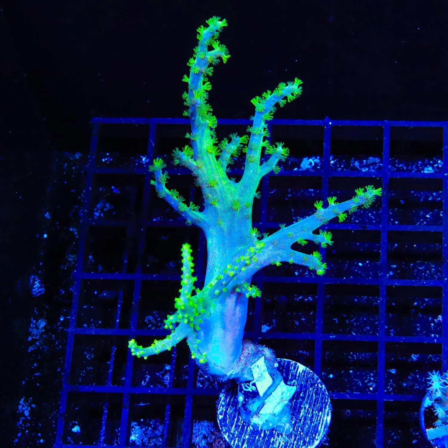 TSA Highlighter Finger Leather Coral