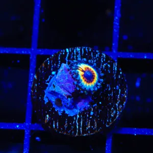 TSA Little Shop of Nightmares Zoanthid Coral