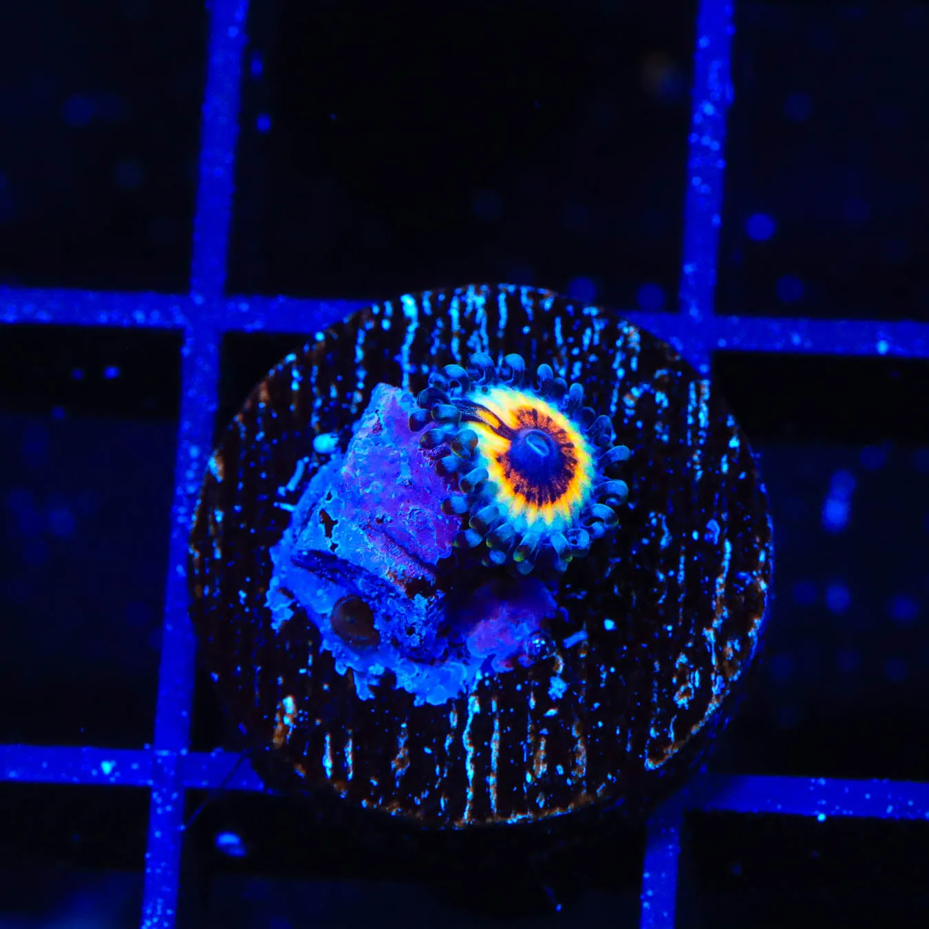 TSA Little Shop of Nightmares Zoanthid Coral