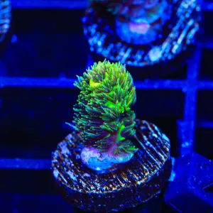 TSA Neon Sun Acropora coral