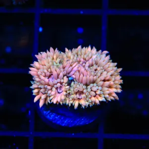 TSA Passion Fruit Goniopora Coral