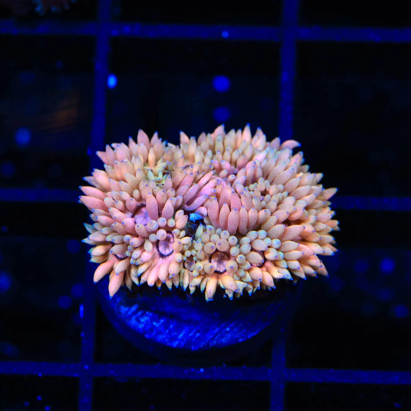 TSA Passion Fruit Goniopora Coral