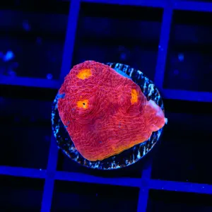 TSA Peace Maker Chalice Coral