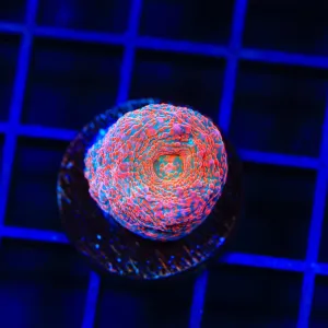 TSA Pinky and The Brain Chalice Coral