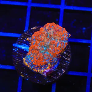 TSA Rascal Rhodactis Mushroom Coral