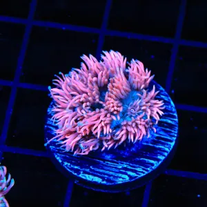 TSA Strawberry Shake Goniopora Coral